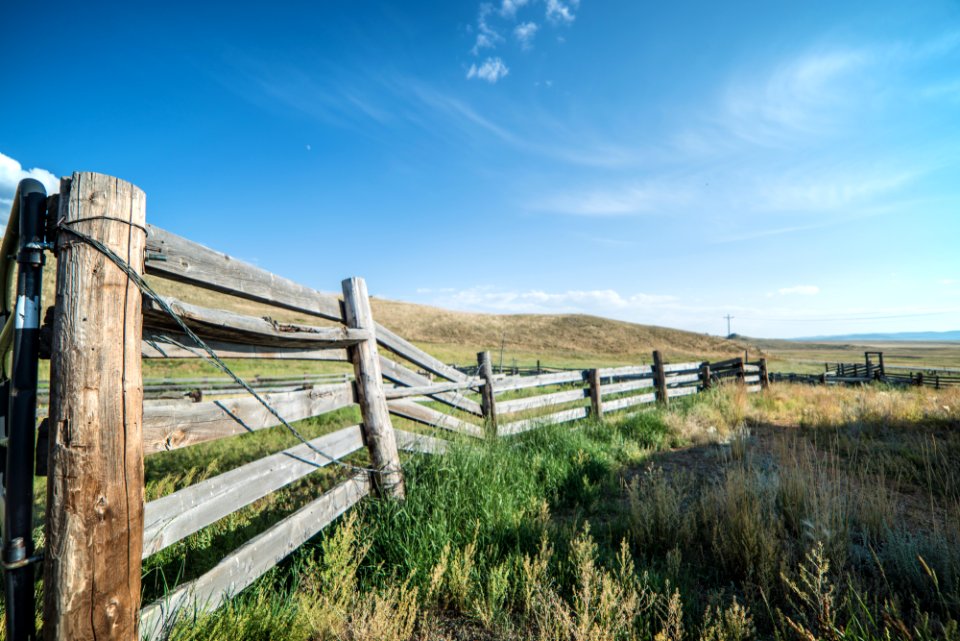 Colorado, United states, Grass