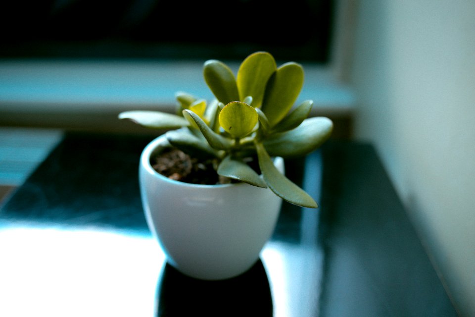 Flower, Plant, Table
