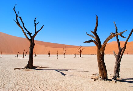 Desert drought tree photo
