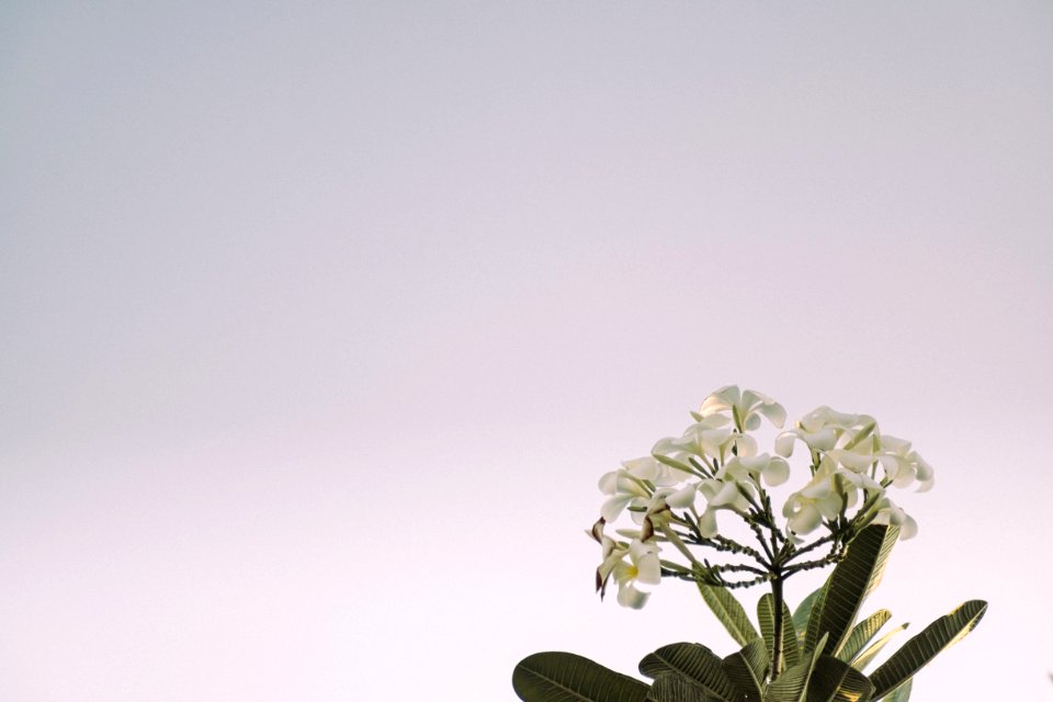 Nature, Tree, Flower