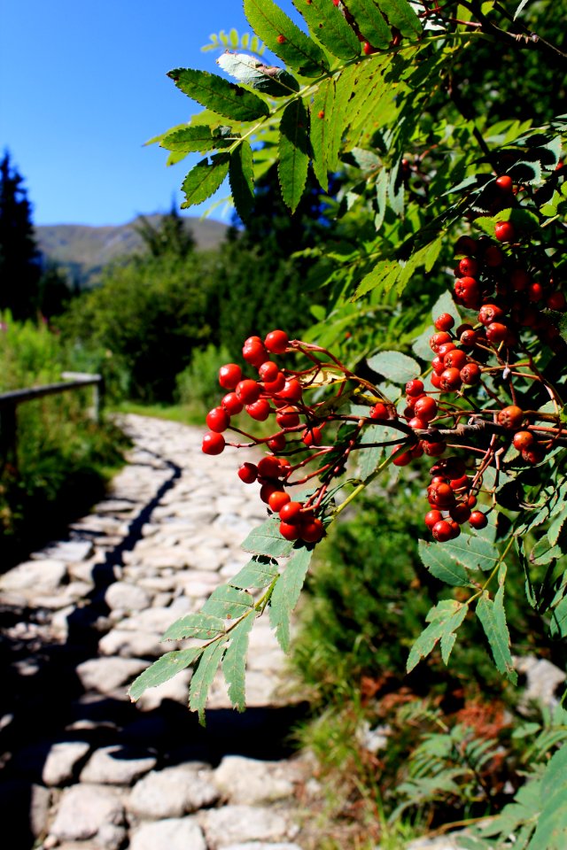 Zakopane, Poland, Footpath tree mountains sun holiday memories photo