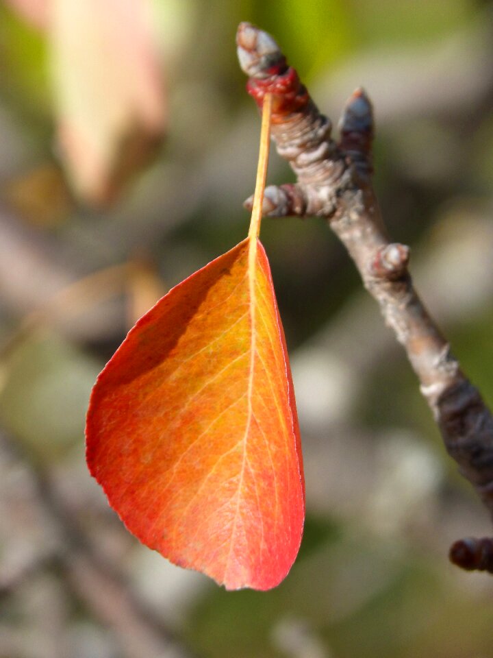 Autumn falling leaves khaki