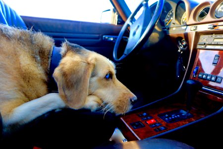 Dog, Catalonia, Spain