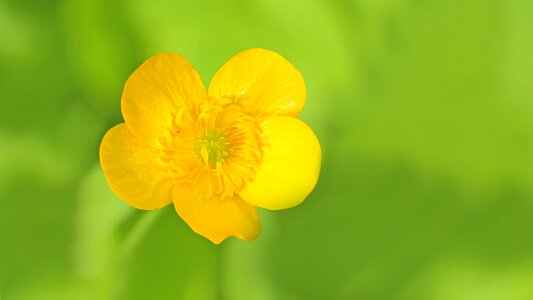 Yellow flower pointed flower
