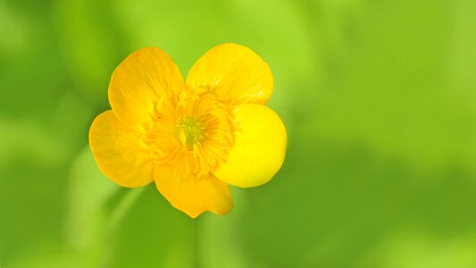 Yellow flower pointed flower photo