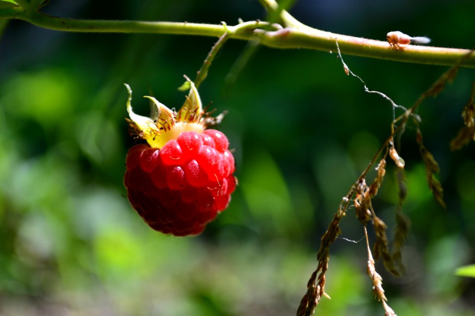 Dvavnya, Hungary, Raspberry