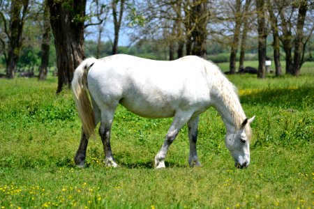 Keszthely, Hungary, Horse