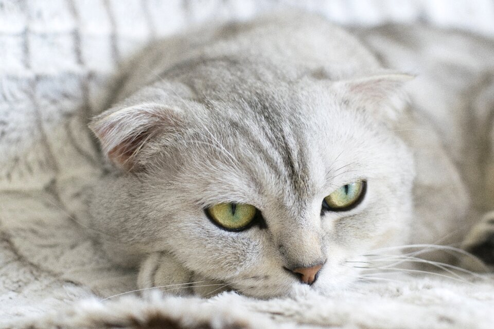 Kitty scottish fold kitten