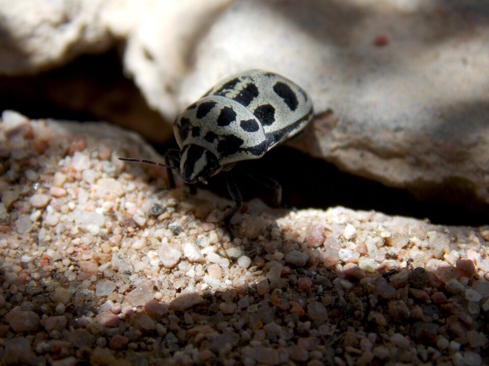 Nature wildlife small