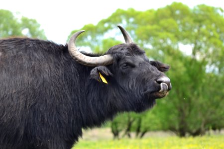 Kpolnapusztai bivalyrezervtum zalakomr, Zalakomr, Hungary