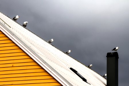 Kalvg, Norway, Yellow