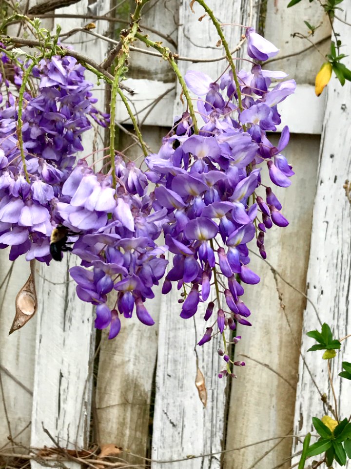 Summer, Spring, White fence