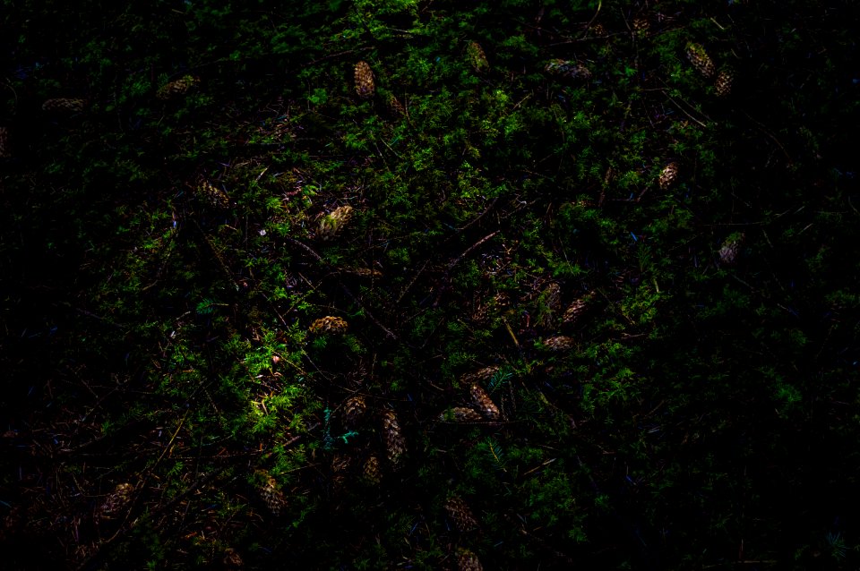 Woods, Nature, Sticks