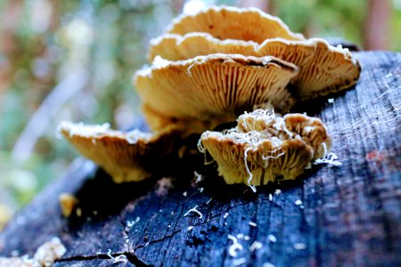 Mill valley, United states, Mushrooms