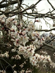 Hesarak, Tehran, Tehran province