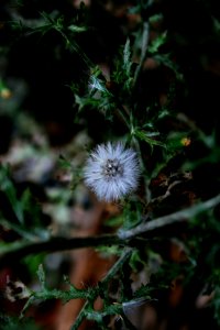 Bile bora, Romania, Nature photo