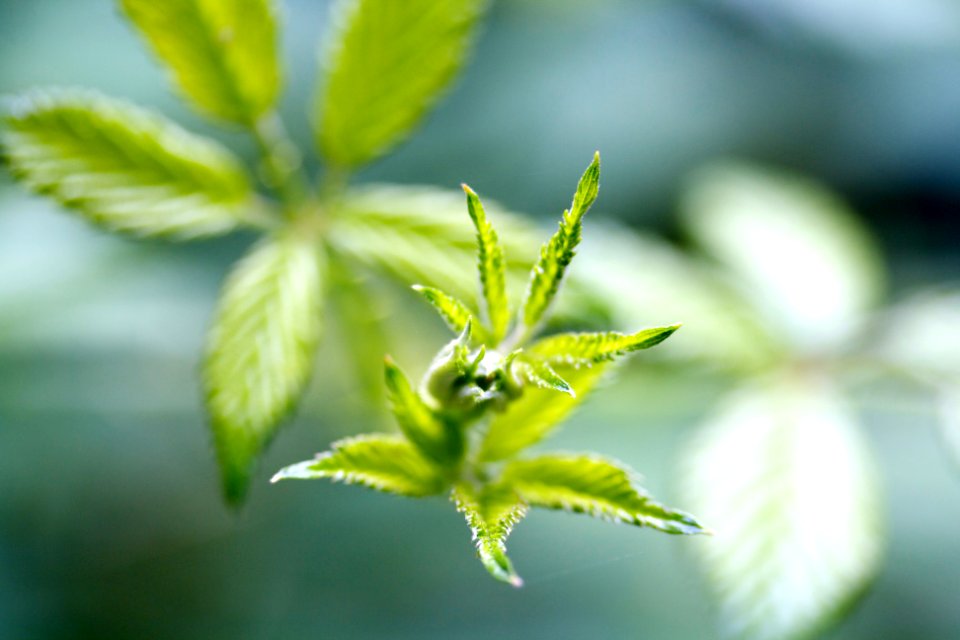Point roberts, United states, Bud