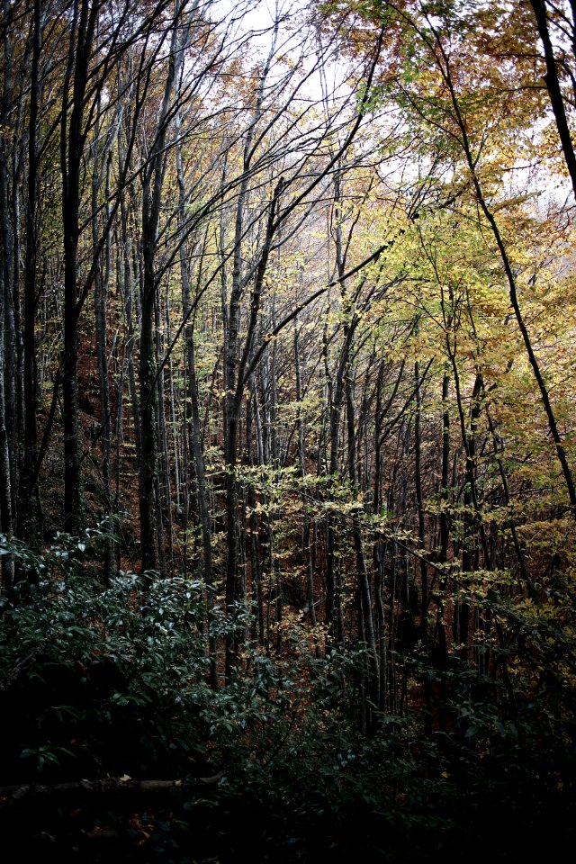 Erikli yaylas , Turkey, Trees