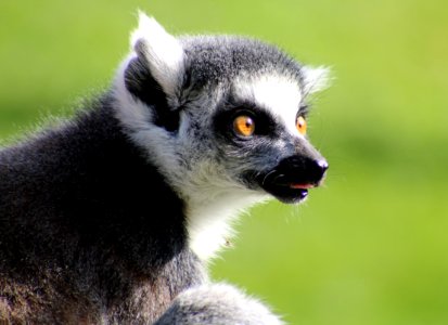 Zsl whipsnade zoo, Whipsnade, United kingdom