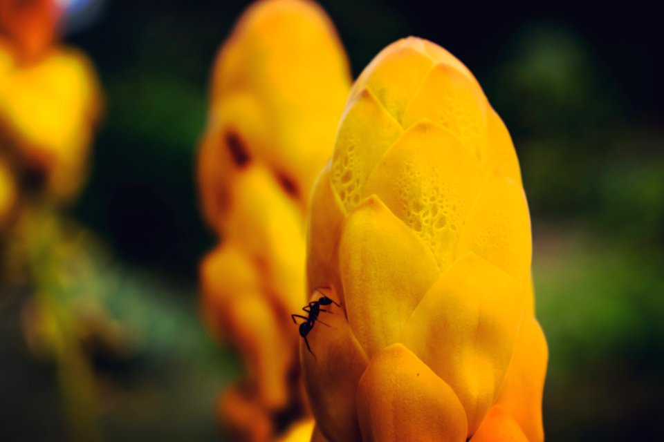 Aliyar, India, Macro