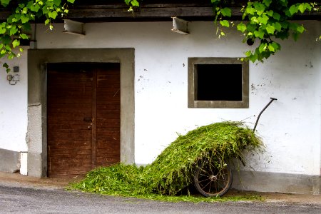 Feed, Rural, Cut grass