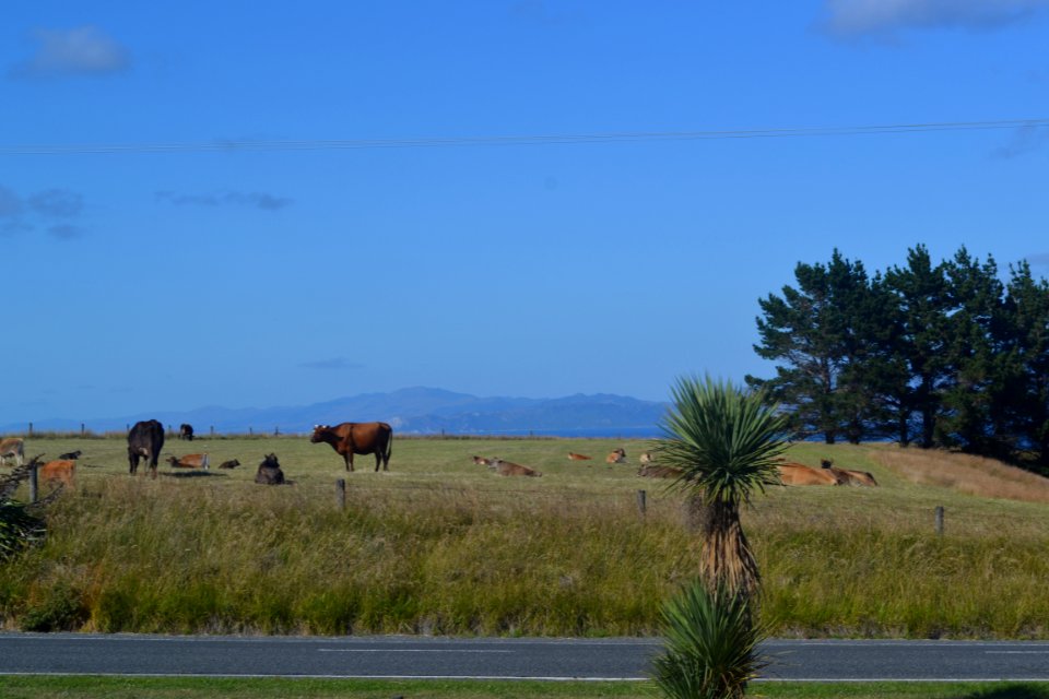 New Zealand, Kaikoura, Cows
