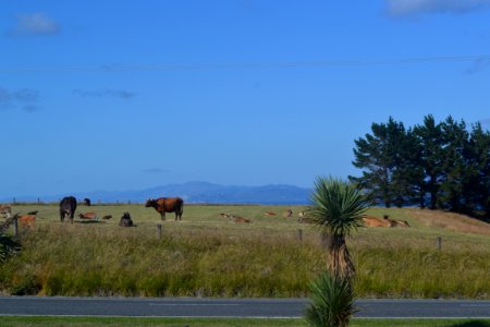 New Zealand, Kaikoura, Cows photo