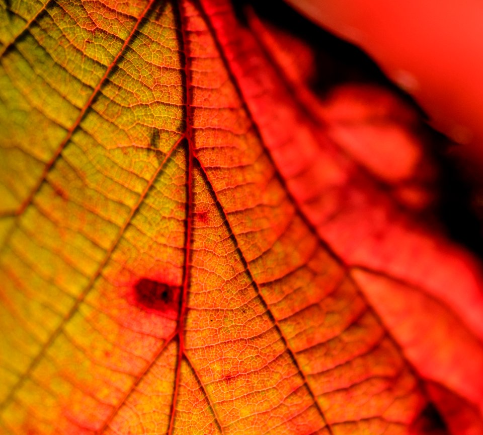 Closeup, Fall, Autumn