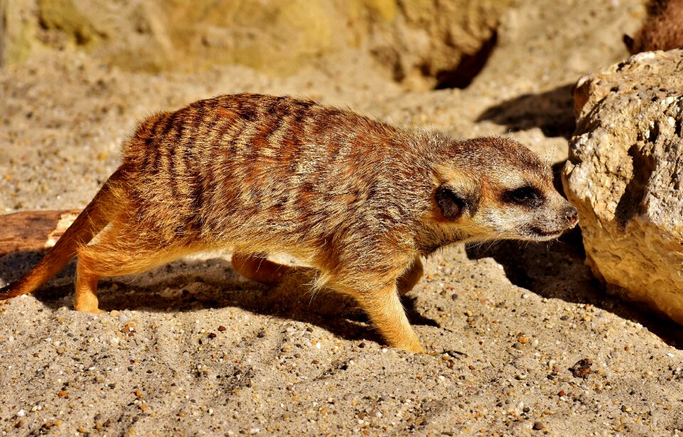 Animal nature mammal