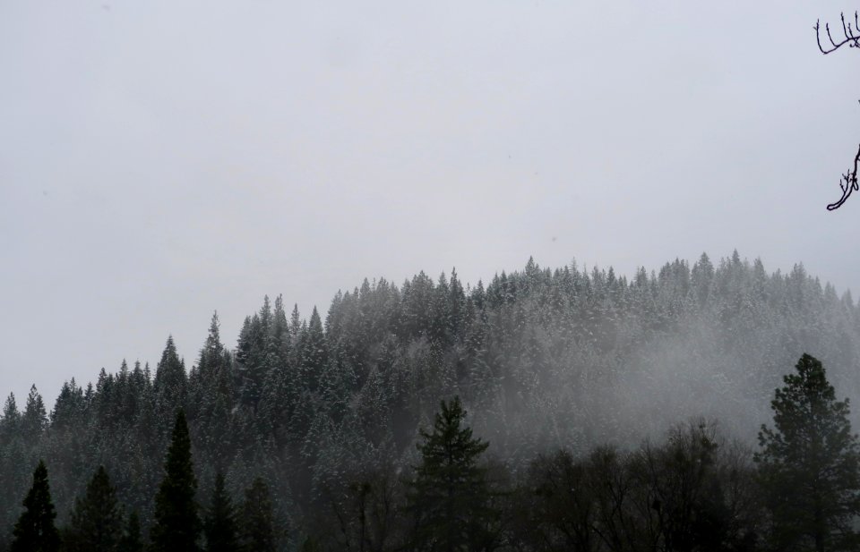 Dunsmuir, United states, Snow forest