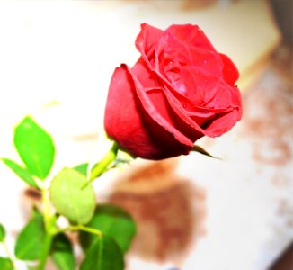 Flower, Rose