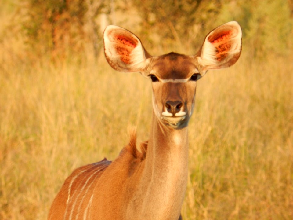 Botswana, Savute safari lodge, Savute