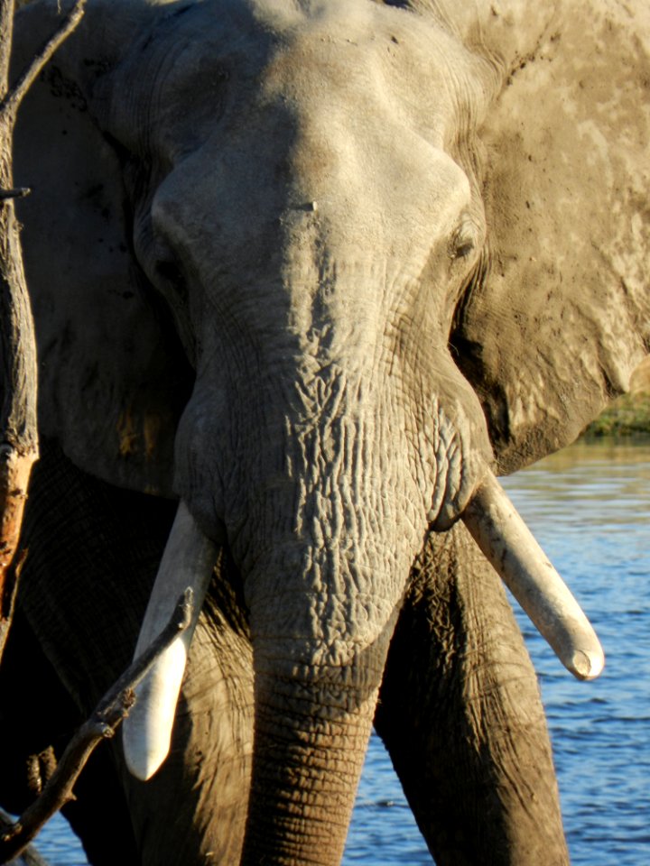 Botswana, Chobe safari lodge, Kasane