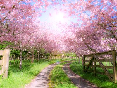 Pink blossom spring