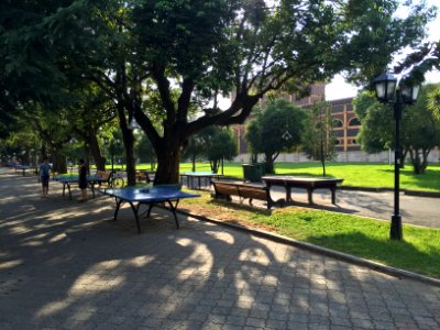 Game, Park, Trees