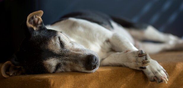 Terrier pet animal photo