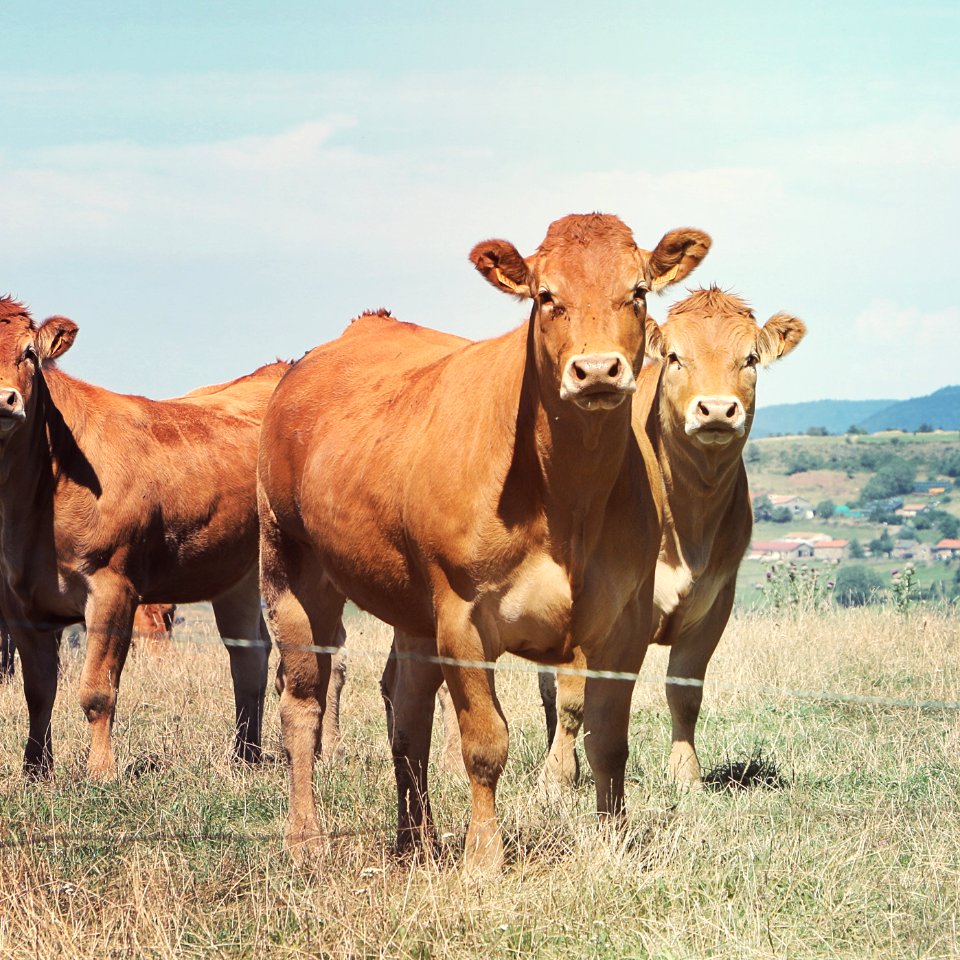 Mountain, Nature, Cows