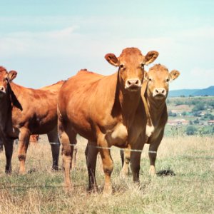 Mountain, Nature, Cows