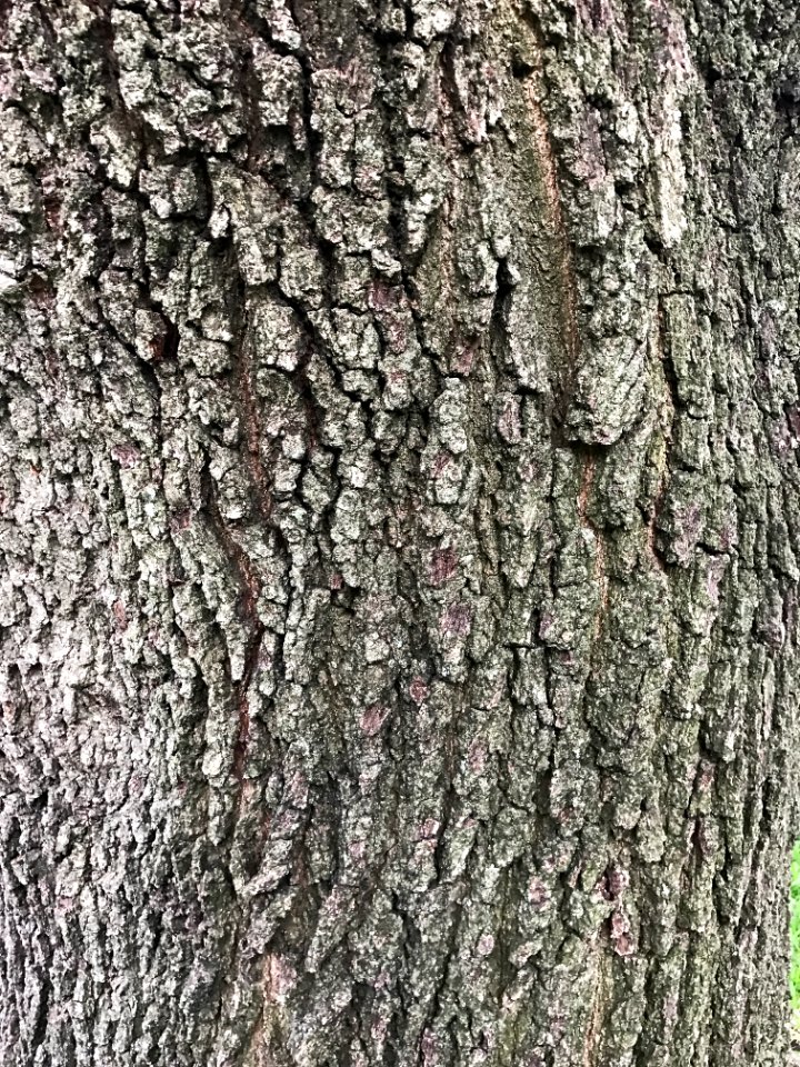 Dallas, United states, Texture