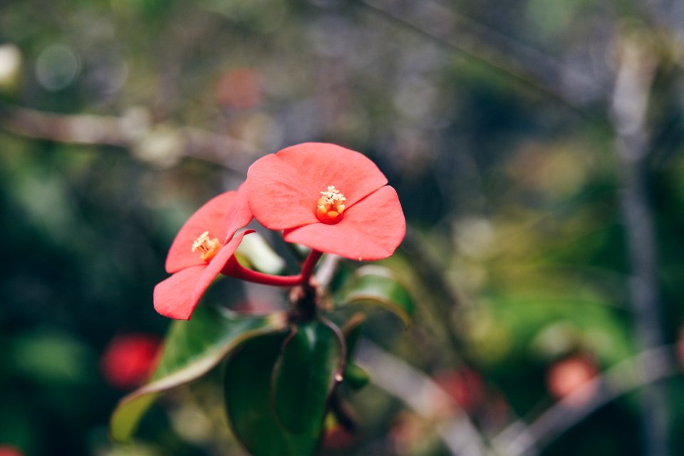 Mauritius, Bokeh, Red