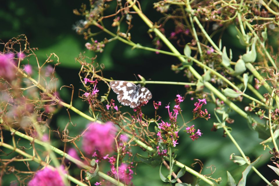 Pink, Green, Insect