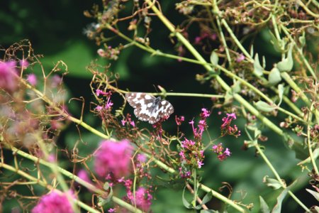 Pink, Green, Insect photo