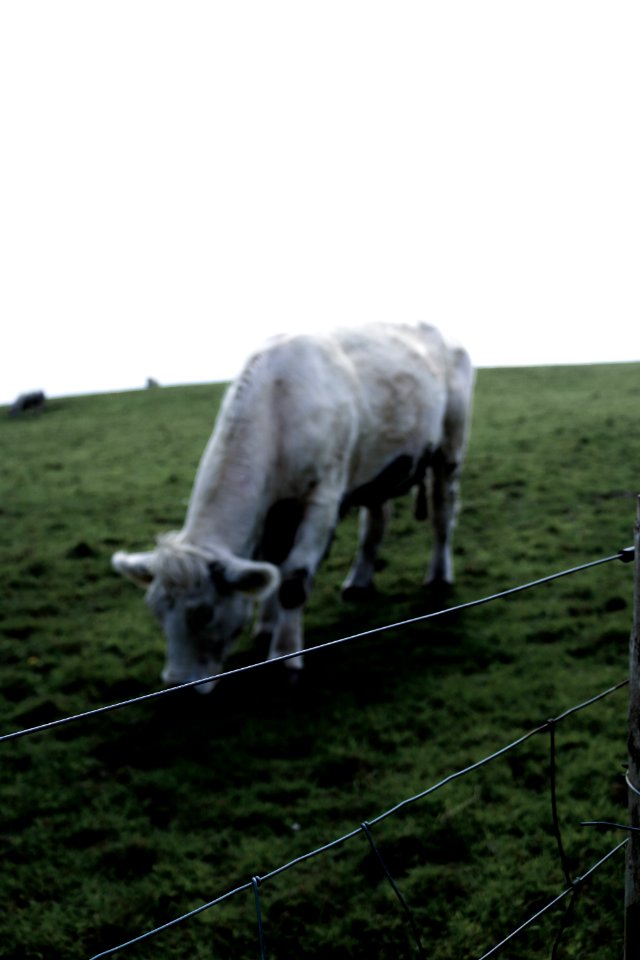 Irel, Cliffs of moher, Liscannor