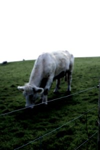 Irel, Cliffs of moher, Liscannor