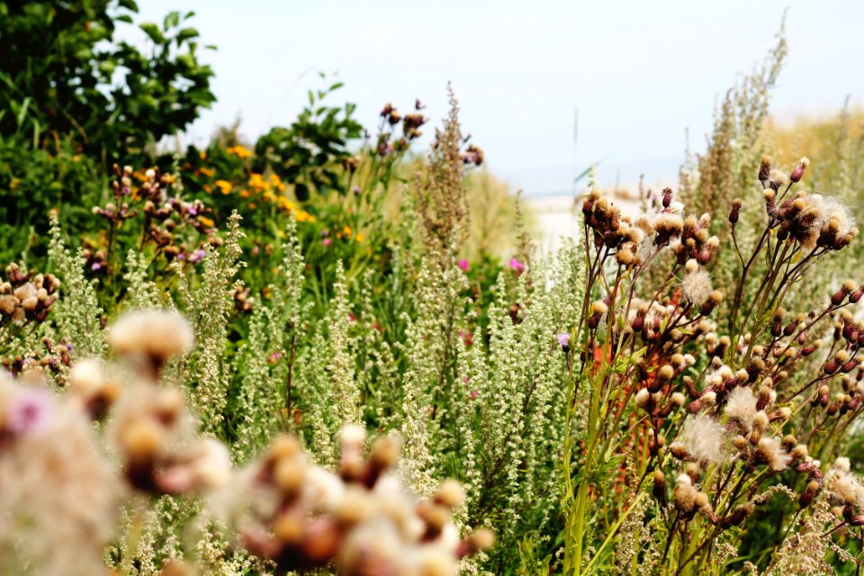 Denmark, Summer, Nature