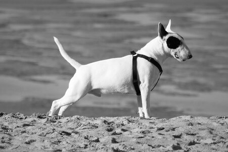 Terrier tail legs photo