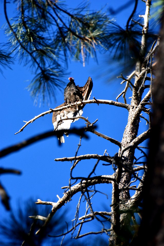  canyon national park, United states, Vulture