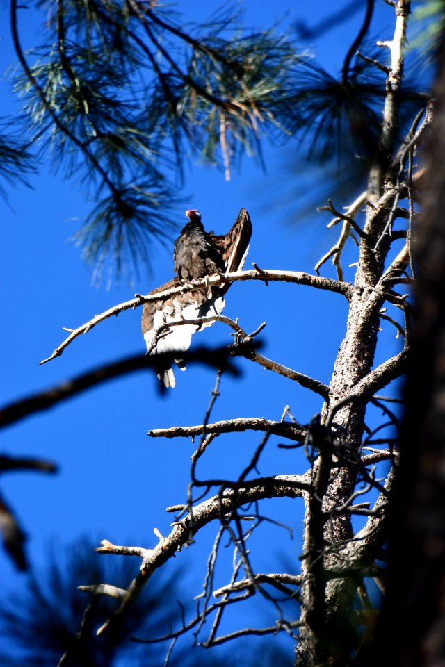 canyon national park, United states, Vulture photo