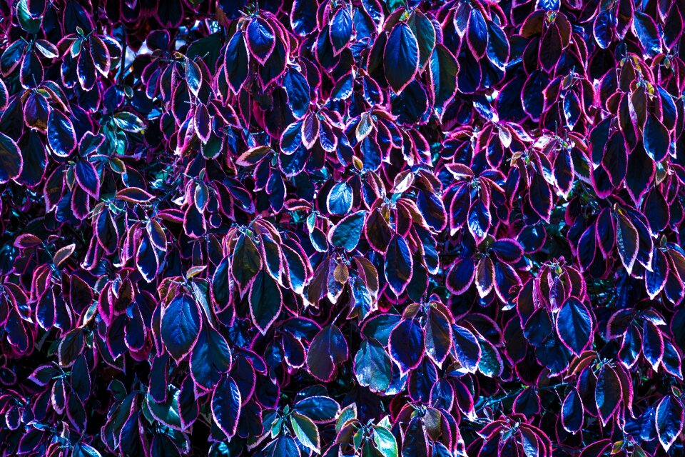 Summer purple spain