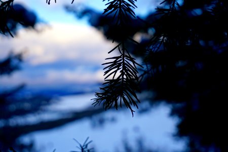 Bokeh, Snow, Pine needles photo